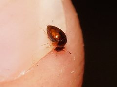 Clambidae