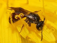 Lasioglossum sphecodoides