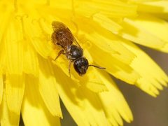 Lasioglossum sphecodoides