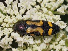 Castiarina wilsoni