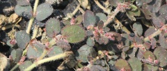 Euphorbia velleriflora