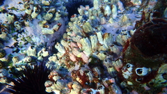 Austromegabalanus nigrescens