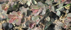 Euphorbia velleriflora