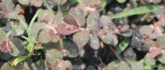 Euphorbia velleriflora