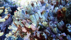 Austromegabalanus nigrescens