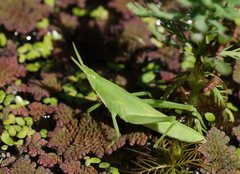 Atractomorpha australis