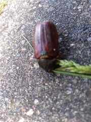 Melolontha melolontha