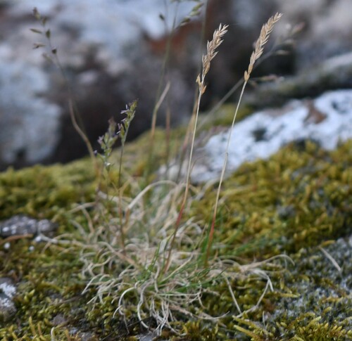 Image of Festuca ovina by (c) Kian Hayles-Cotton, some rights reserved (CC BY)