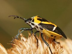 Commius elegans