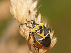 Commius elegans