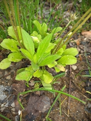 Erigeron coulteri