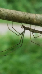 Tetragnatha elongata