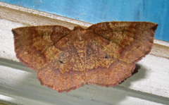 Metarranthis angularia