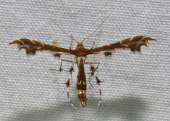 Geina tenuidactylus