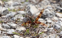 Arigomphus pallidus
