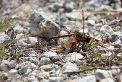 Arigomphus pallidus