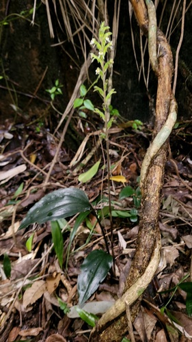 Pelexia macropoda