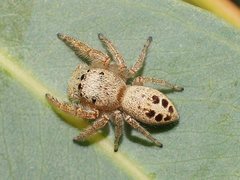 Opisthoncus parcedentatus