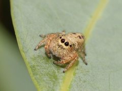 Opisthoncus parcedentatus