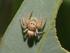 Opisthoncus parcedentatus