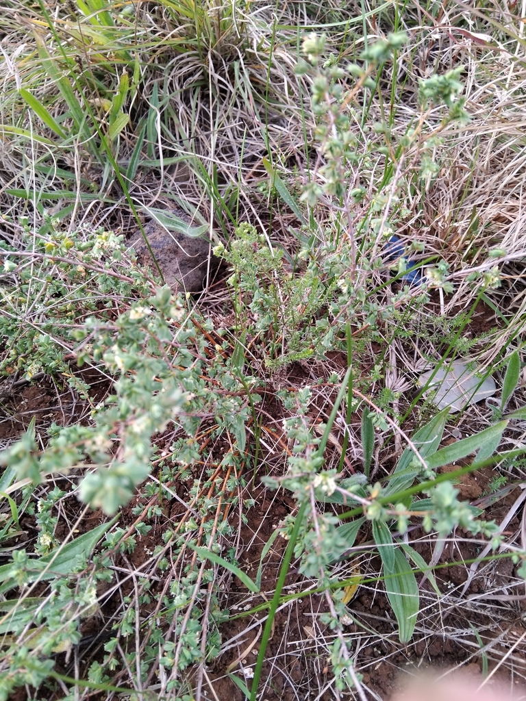 Spiny Rice-Flower from Mount Cottrell VIC 3024, Australia on June 25 ...