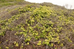 Mystroxylon aethiopicum