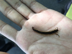 Scolopendra mutilans