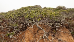 Mystroxylon aethiopicum