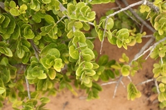 Mystroxylon aethiopicum