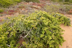 Mystroxylon aethiopicum