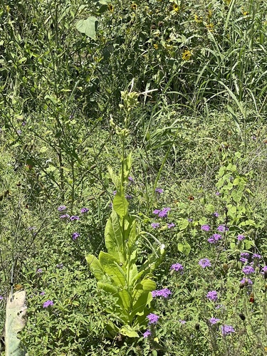 Nicotiana sylvestris iNat (1)