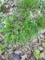 Carex communis