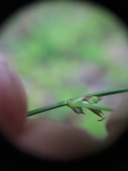 Carex communis