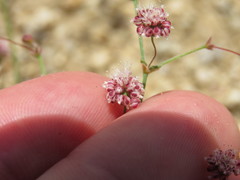 Eriogonum maculatum