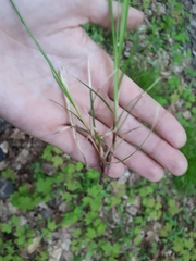 Carex communis