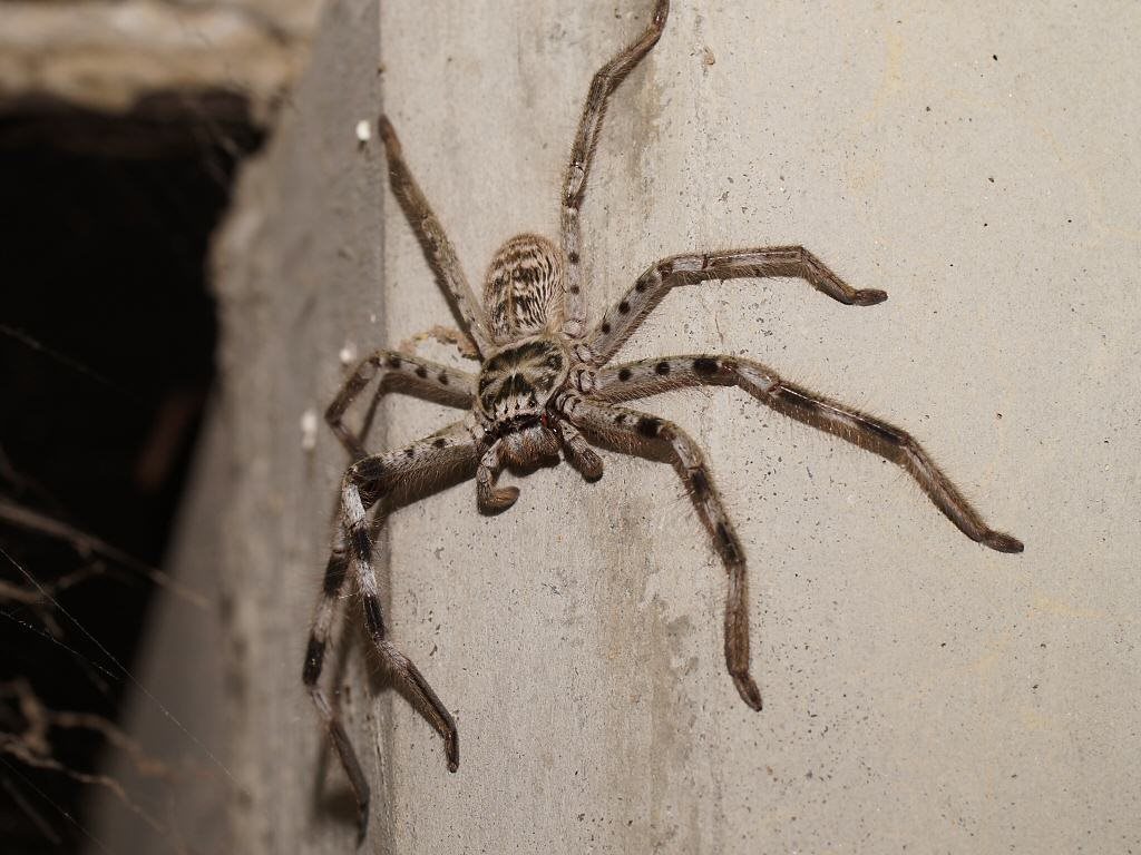 Murray Banded Huntsman Spider