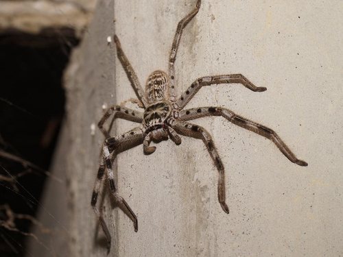 Murray Banded Huntsman Spider (Holconia murrayensis) · iNaturalist