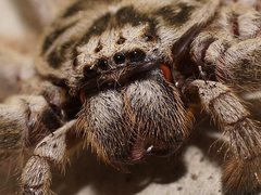 Holconia murrayensis