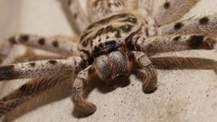 Holconia murrayensis