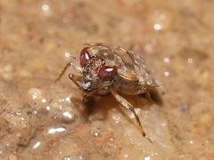 Ochteridae
