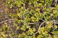 Mystroxylon aethiopicum