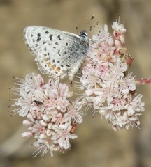 Euphilotes enoptes smithi