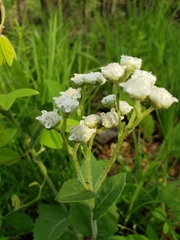 Parthenium integrifolium