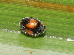 Diomus notescens