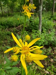 Verbesina helianthoides