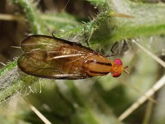 Sapromyza fuscocostata