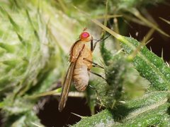 Sapromyza fuscocostata