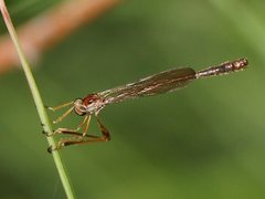 Leptogaster