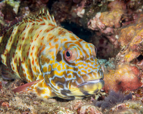 Stocky Hawkfish