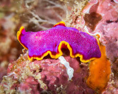 Pseudoceros ferrugineus